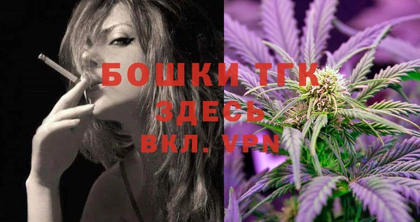 сатива Новозыбков